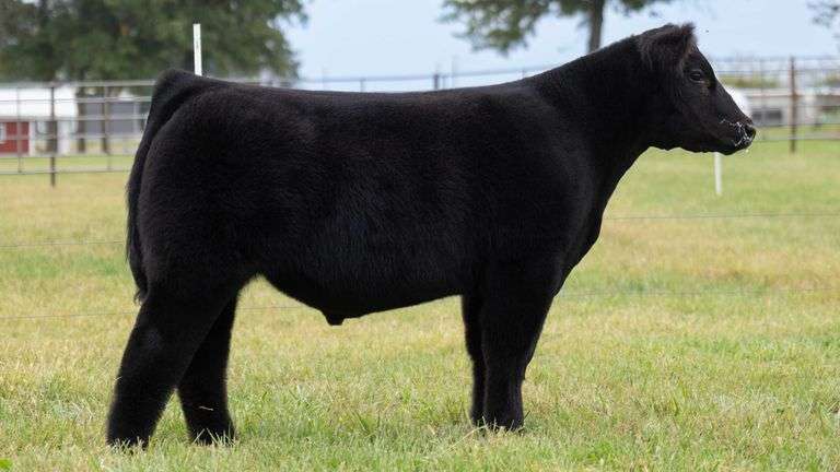 WISS TAG 517 STEER