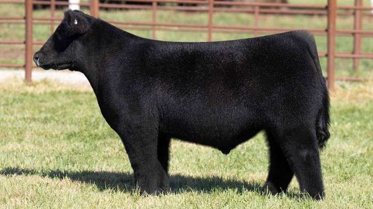 FERGUSON TAG 169 STEER