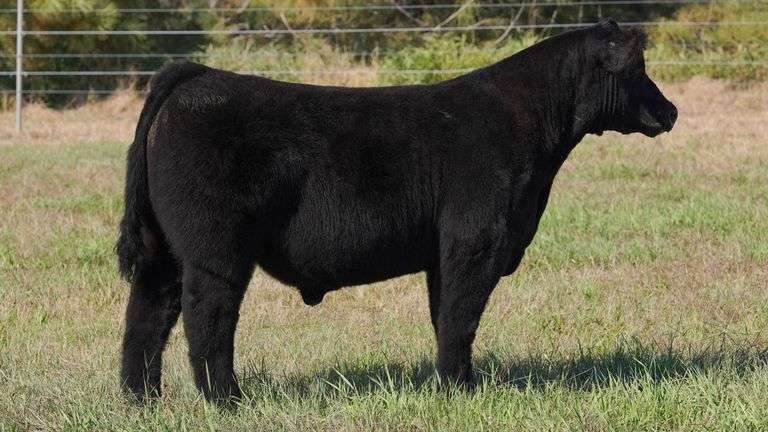 CORNELIUS TAG 1 STEER