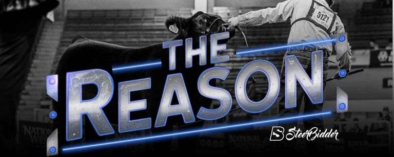 "THE REASON" CORE 4 SHOW CATTLE - 10/18/25