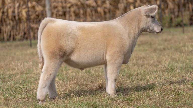 ARMSTRONG/BISINGER TAG 215 STEER