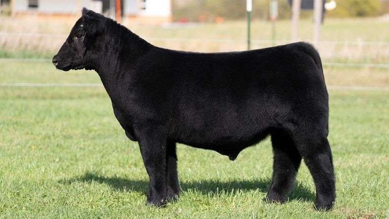 3R TAG 527 STEER