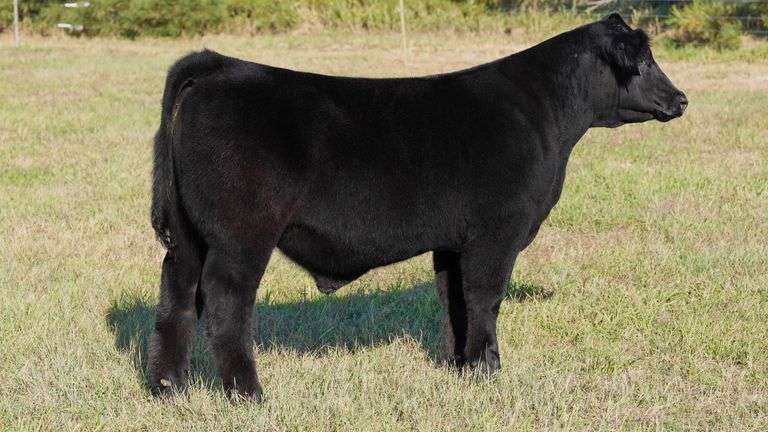 CORNELIUS TAG 16 STEER