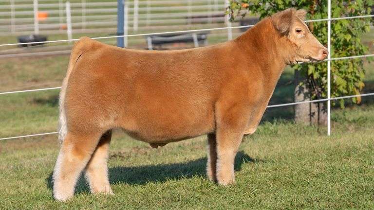 GORETSKA TAG 42 STEER