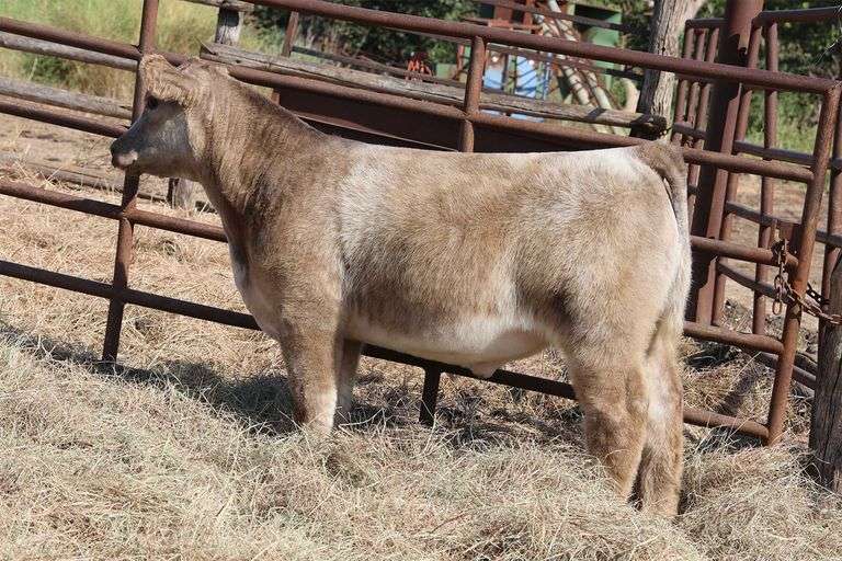 MIDCONTINENT TAG 29 STEER