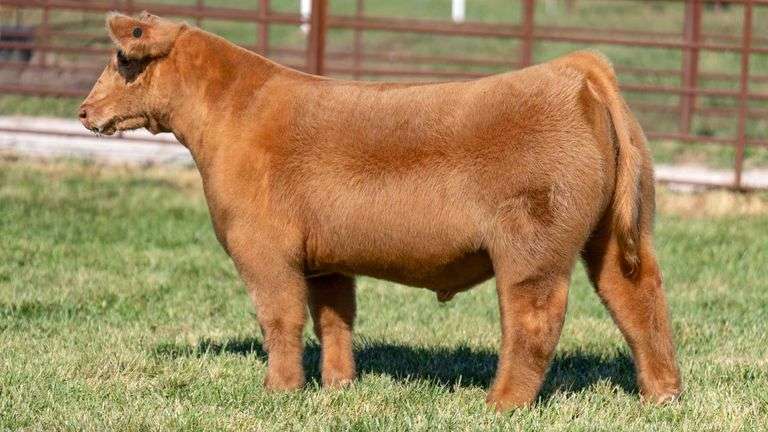 FERGUSON TAG 108 STEER