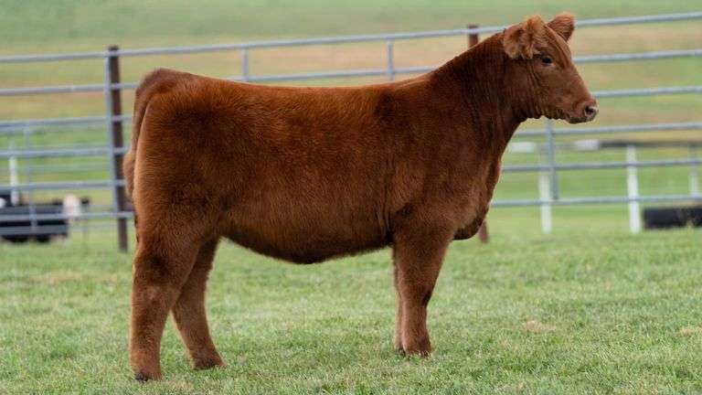 ENGLAND TAG 28 HEIFER