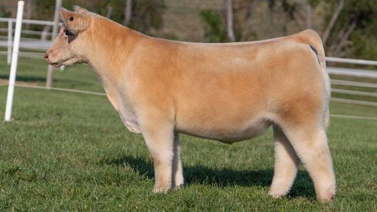 GORETSKA TAG 21 STEER