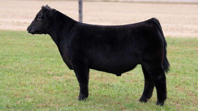 WILSON TAG 56 STEER