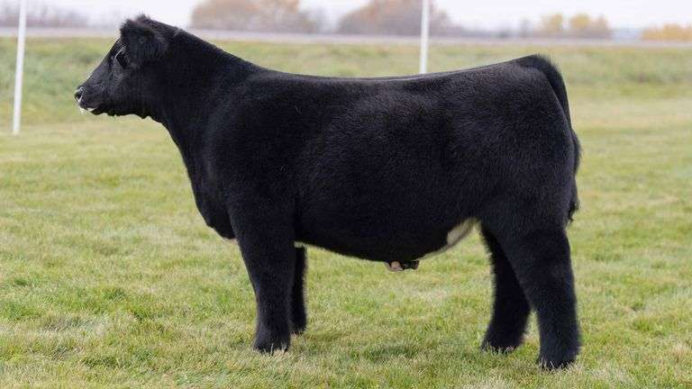 LORENTZ TAG 60 STEER