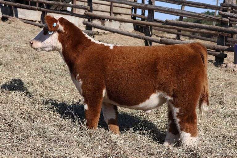 MIDCONTINENT TAG 48 STEER