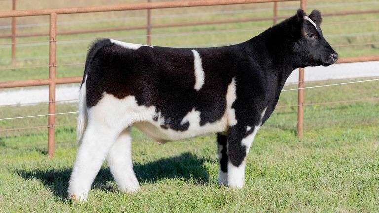 KITCHELL TAG 1 STEER