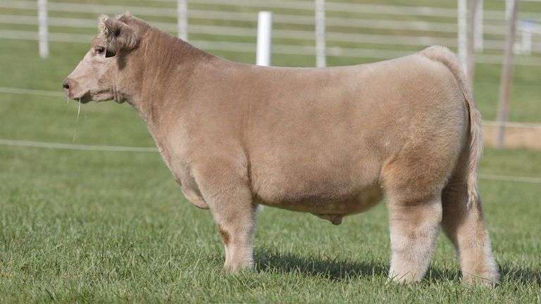 GORETSKA TAG 12 STEER