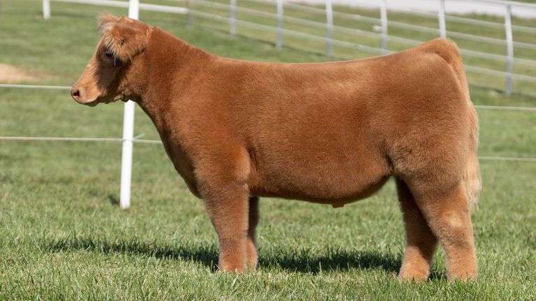 GORETSKA TAG 57 STEER
