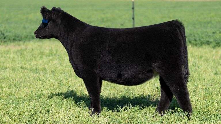 BLUEPRINT TAG 5 - HIGH MAINE HEIFER