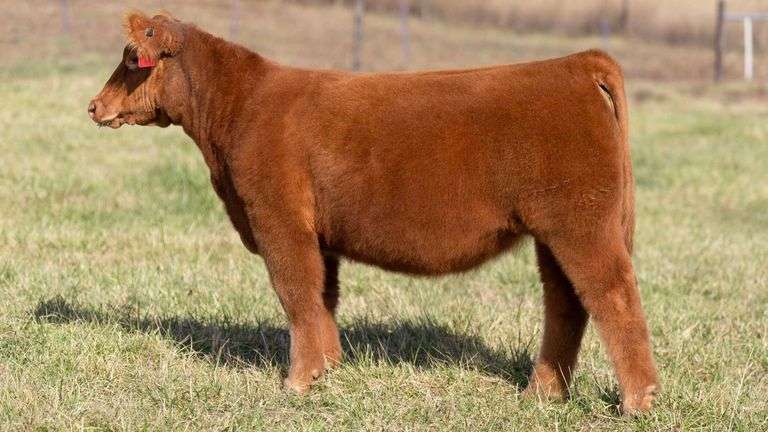 ULERICK TAG 13 HEIFER