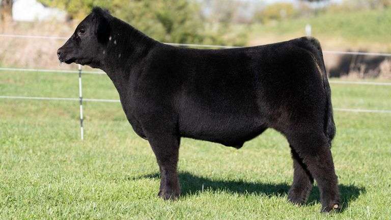3R TAG 529 STEER