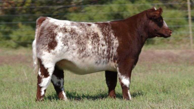 CORNELIUS TAG 5 HEIFER