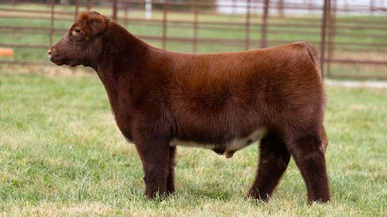 FERGUSON TAG 177 STEER