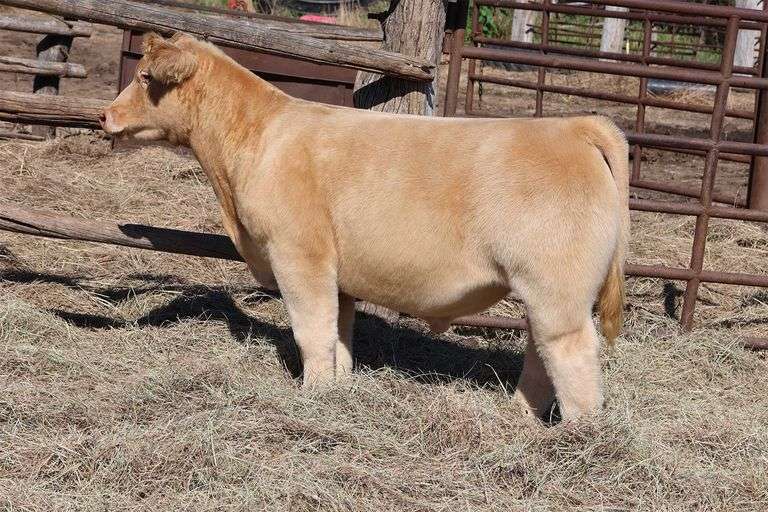 MIDCONTINENT TAG 38 STEER