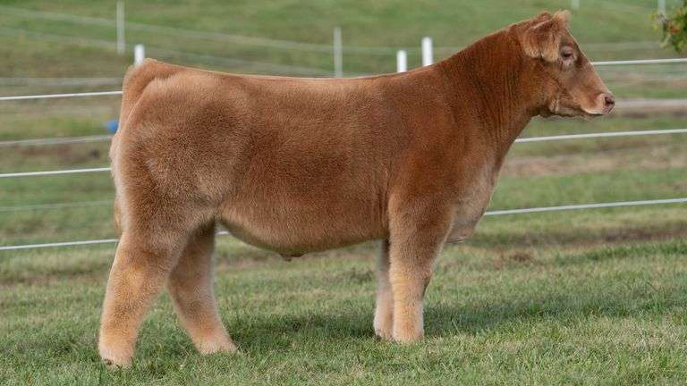 GORETSKA TAG 17 STEER