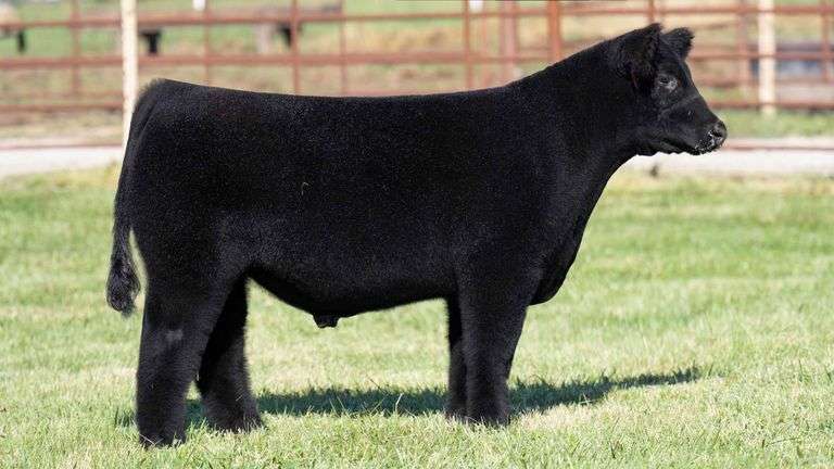 FERGUSON TAG 103 STEER