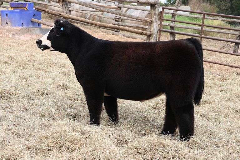 MIDCONTINENT TAG 8 STEER