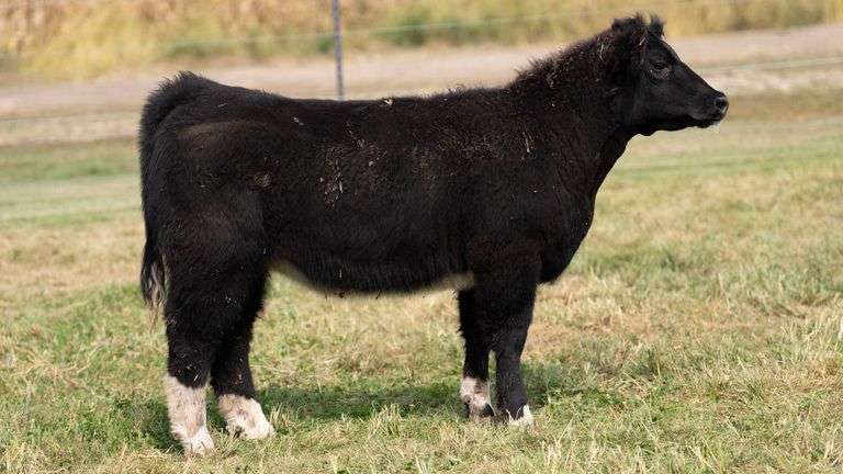 ARMSTRONG/BISINGER TAG 214 HEIFER