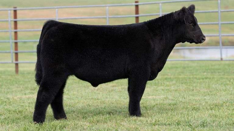 ENGLAND TAG 14 STEER