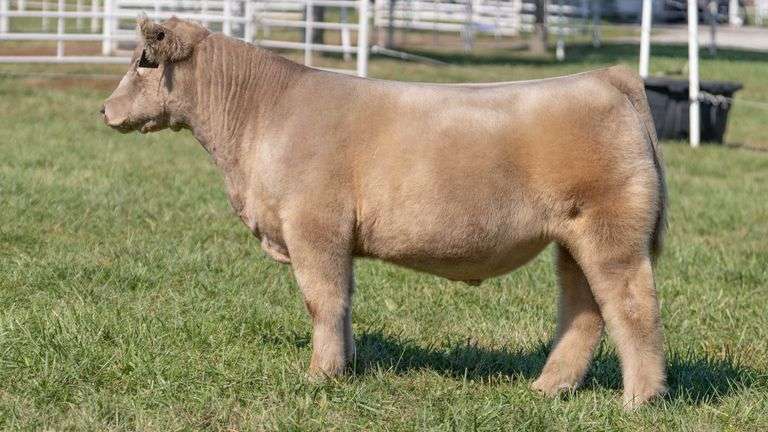 GORETSKA TAG 9 STEER