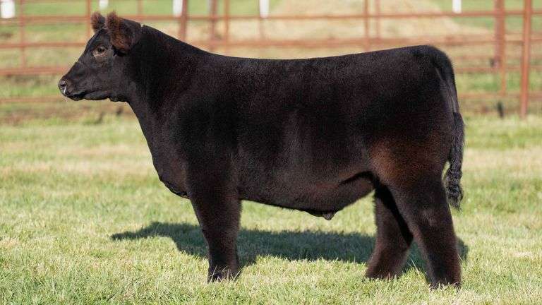 FERGUSON TAG 133 STEER