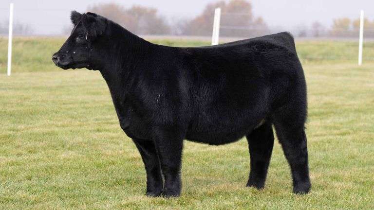 LORENTZ TAG 40 HEIFER