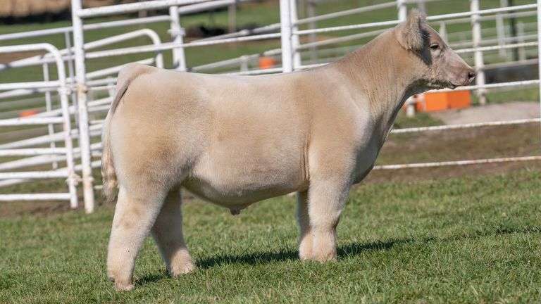 GORETSKA TAG 53 STEER