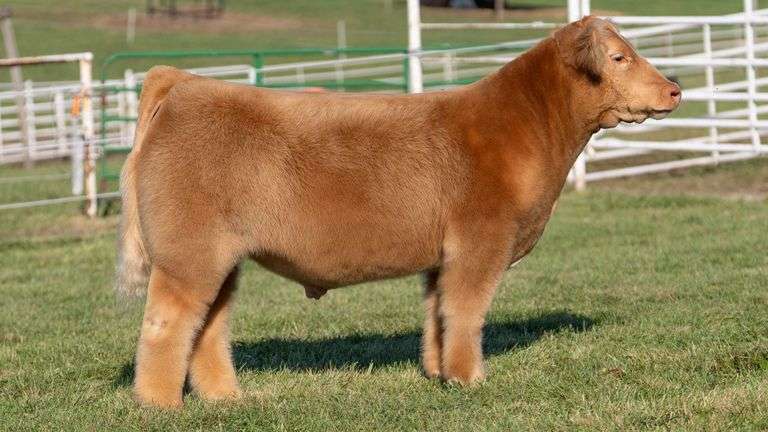 GORETSKA TAG 43 STEER