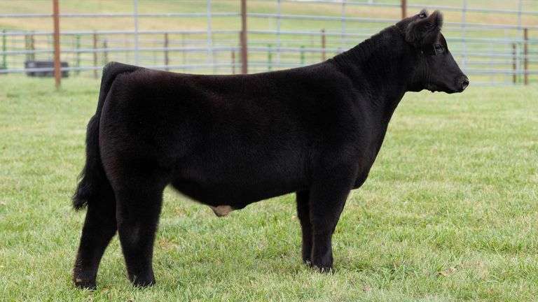 ENGLAND TAG 12 STEER