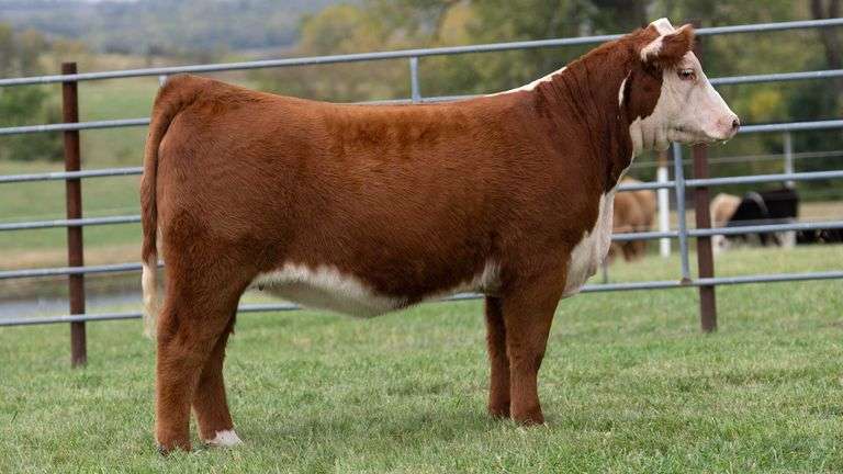 ENGLAND TAG 25 HEIFER