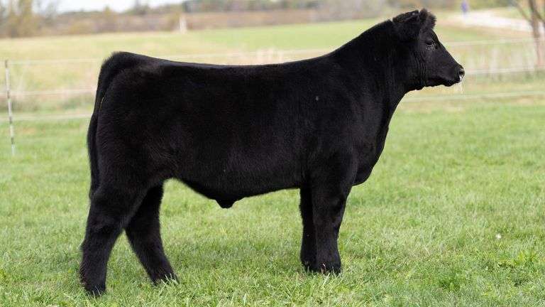 3R TAG 530 STEER