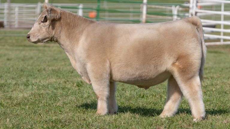 GORETSKA TAG 48 STEER