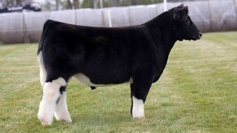 LORENTZ TAG 42 STEER