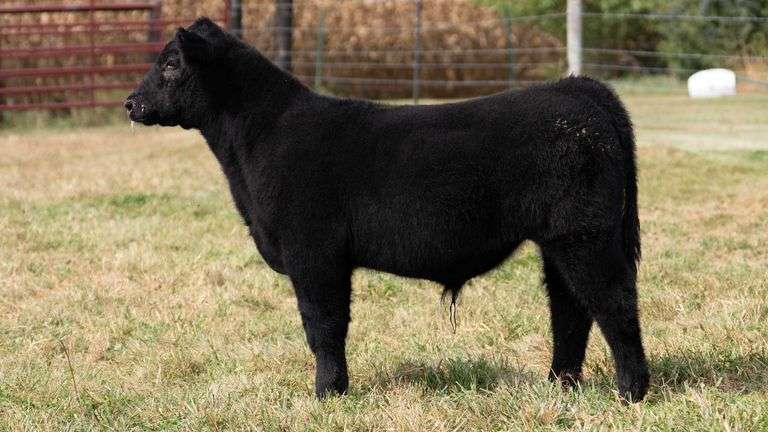 ARMSTRONG/BISINGER TAG 217 STEER