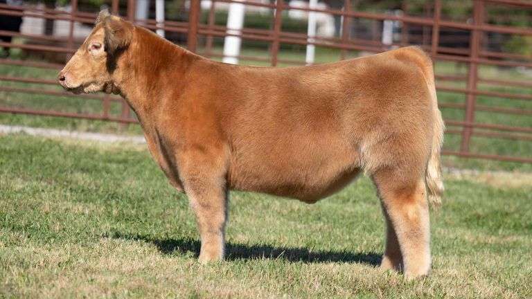 FERGUSON TAG 145 STEER