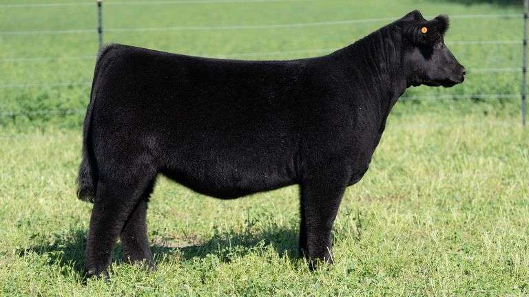 BLUEPRINT TAG 11 - HIGH MAINE HEIFER