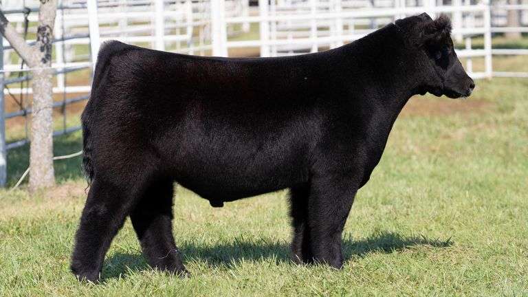 GORETSKA TAG 11 STEER