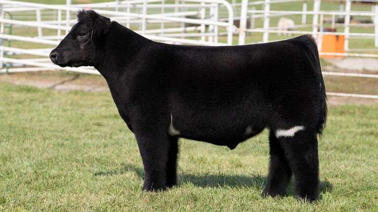 GORETSKA TAG 33 STEER