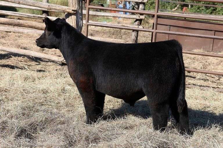 MIDCONTINENT TAG 19 STEER