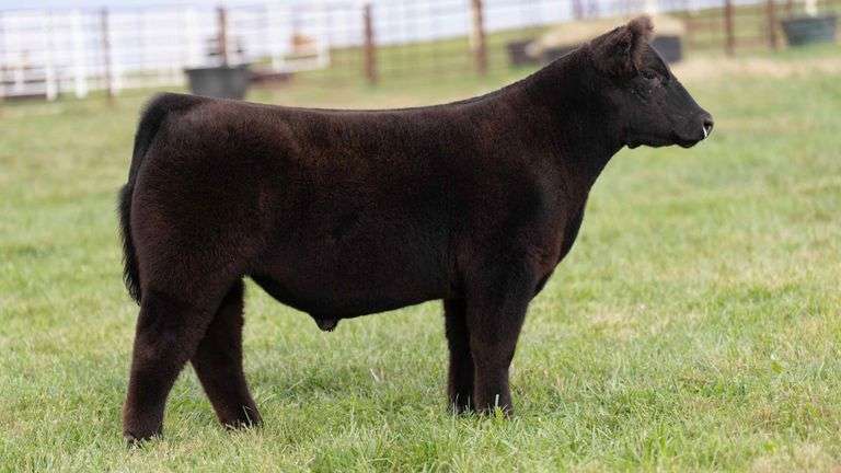 FERGUSON TAG 132 STEER