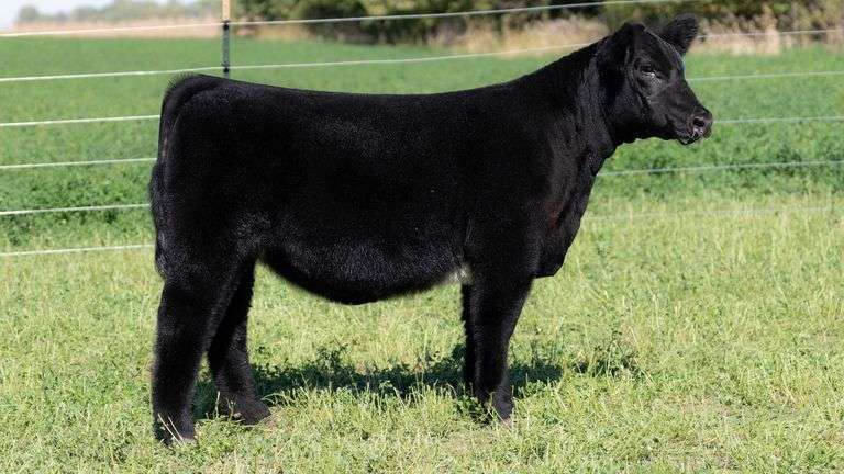 BLUEPRINT TAG 3 - HIGH MAINE HEIFER