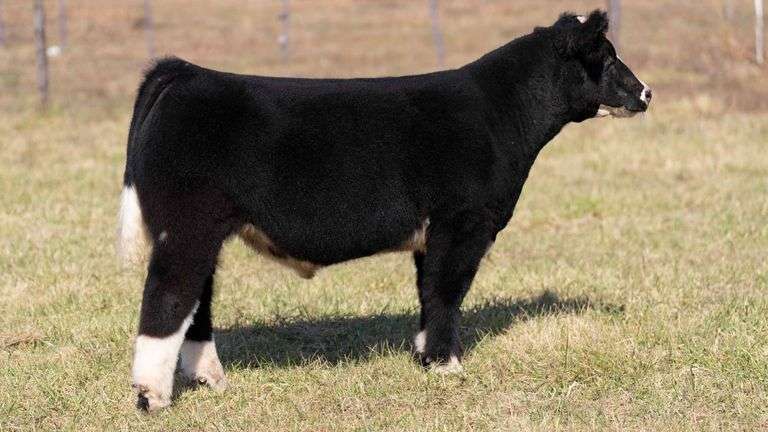 ULERICK TAG 11 STEER