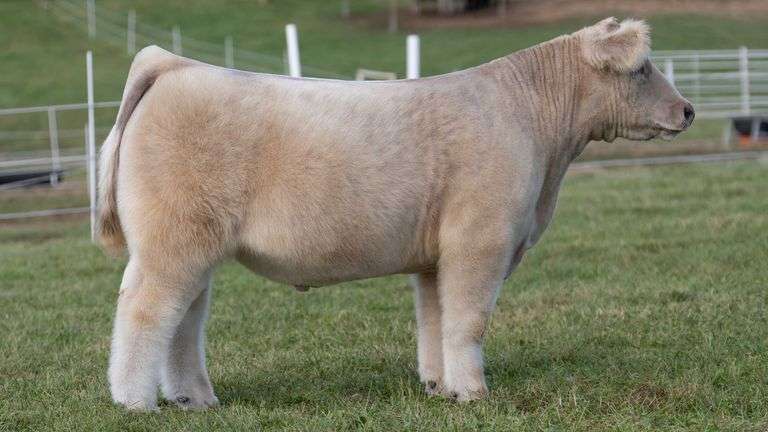 GORETSKA TAG 30 STEER