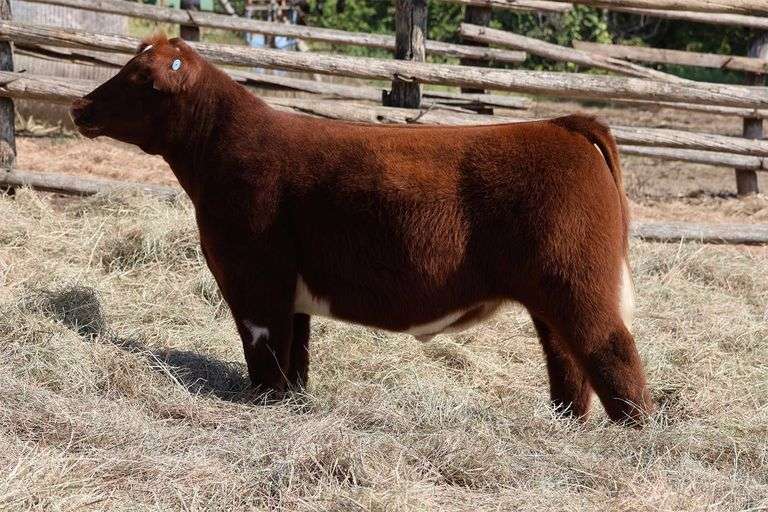 MIDCONTINENT TAG 36 STEER